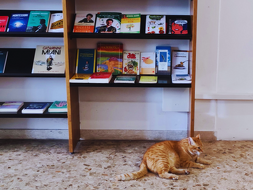 Il gatto Rossini in biblioteca